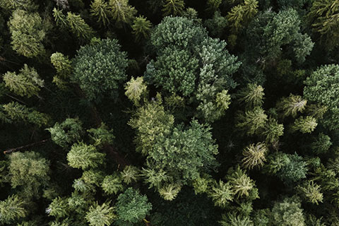 Уменьшение CO2 с помощью новых деревьев.