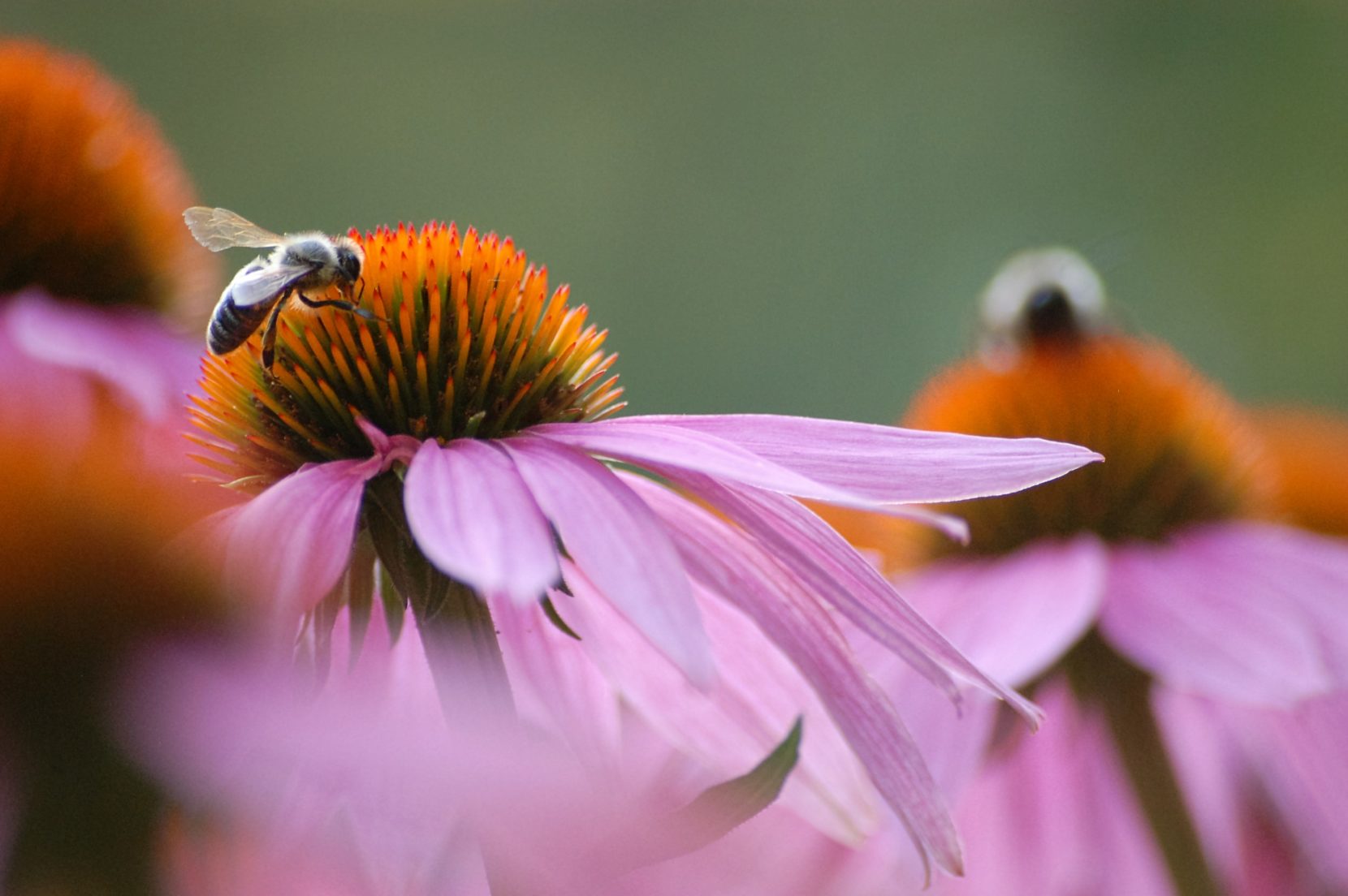How your bee sponsorship makes a difference