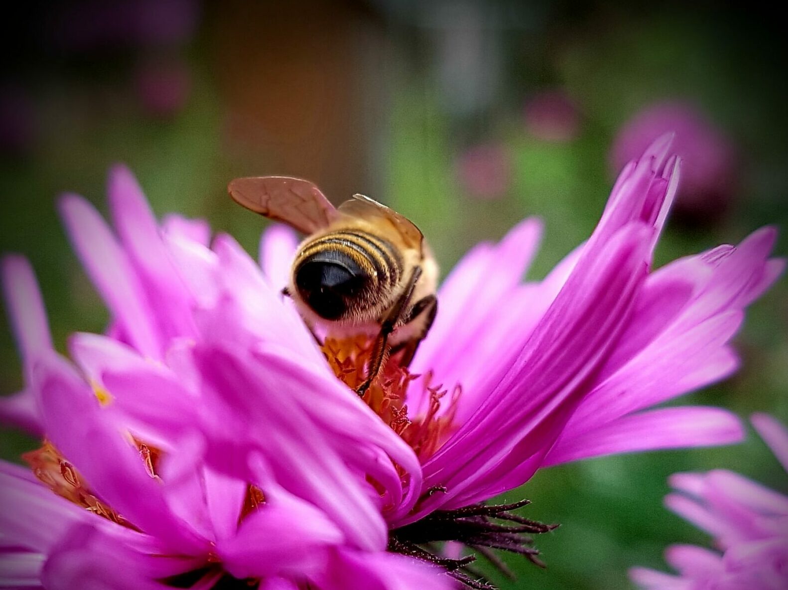 Due anni di potere delle api: come, con Protectstar, puoi rafforzare la Kleine Schwarzwaldimkerei e perché questo conta proprio adesso