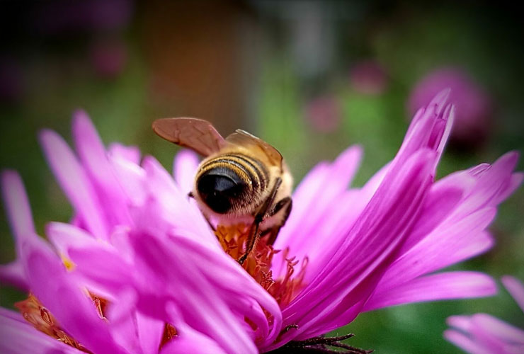 दो वर्षों की बी पावर: कैसे आप प्रोटेक्टस्टार के साथ Kleine Schwarzwaldimkerei को मजबूत कर सकते हैं और यह अभी क्यों महत्वपूर्ण है।